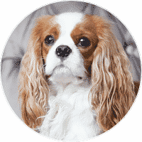 cavalier-king-charles-spaniel-dogs-and-puppies-for-sale