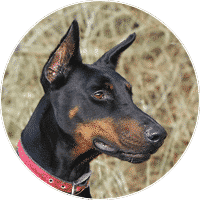 dobermann-dogs-and-puppies-for-sale