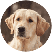 golden-retriver-dogs-and-puppies-for-sale