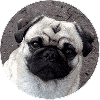 pug-dogs-and-puppies-for-sale