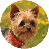 yorkshire_terrier_dogs-and-puppies-for-sale