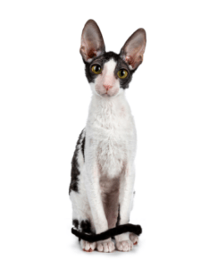 Cornish Rex - Hypoallergenic kittens for sale