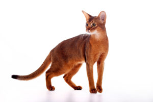 Abyssinian Cat on white background