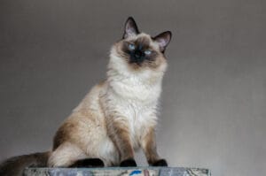 balinese - hypoallergenic cat breed