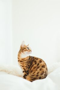 Bengal - hypoallergenic kitten for sale