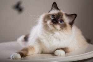 birman cat - best cats for children