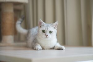 British Shorthair - Best cats for children