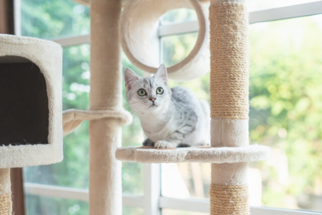 cat essentials, cat in cat tower