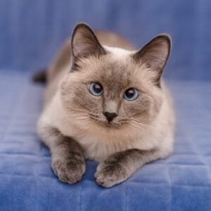 Colorpoint shorthair - hypoallergenic kittens for sale