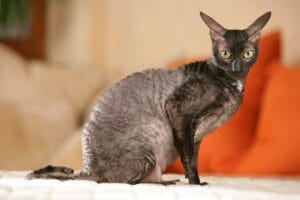 Cornish Rex - best cats for children