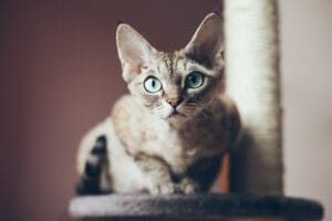 Devon rex - hypoallergenic kittens for sale