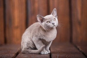 European Burmese cat - best cats for children