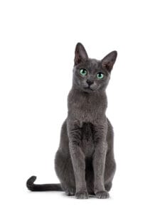 korat - rare cat breed