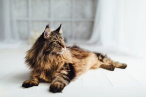 Maine Coon - best cats for children