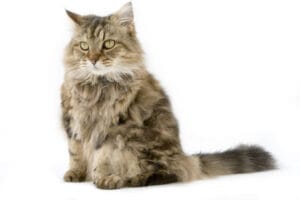 Ragamuffin - Best cats for children