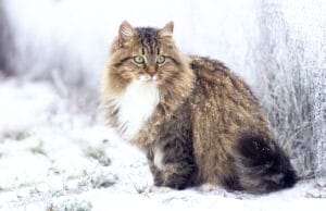 siberian - hypoallergenic cats