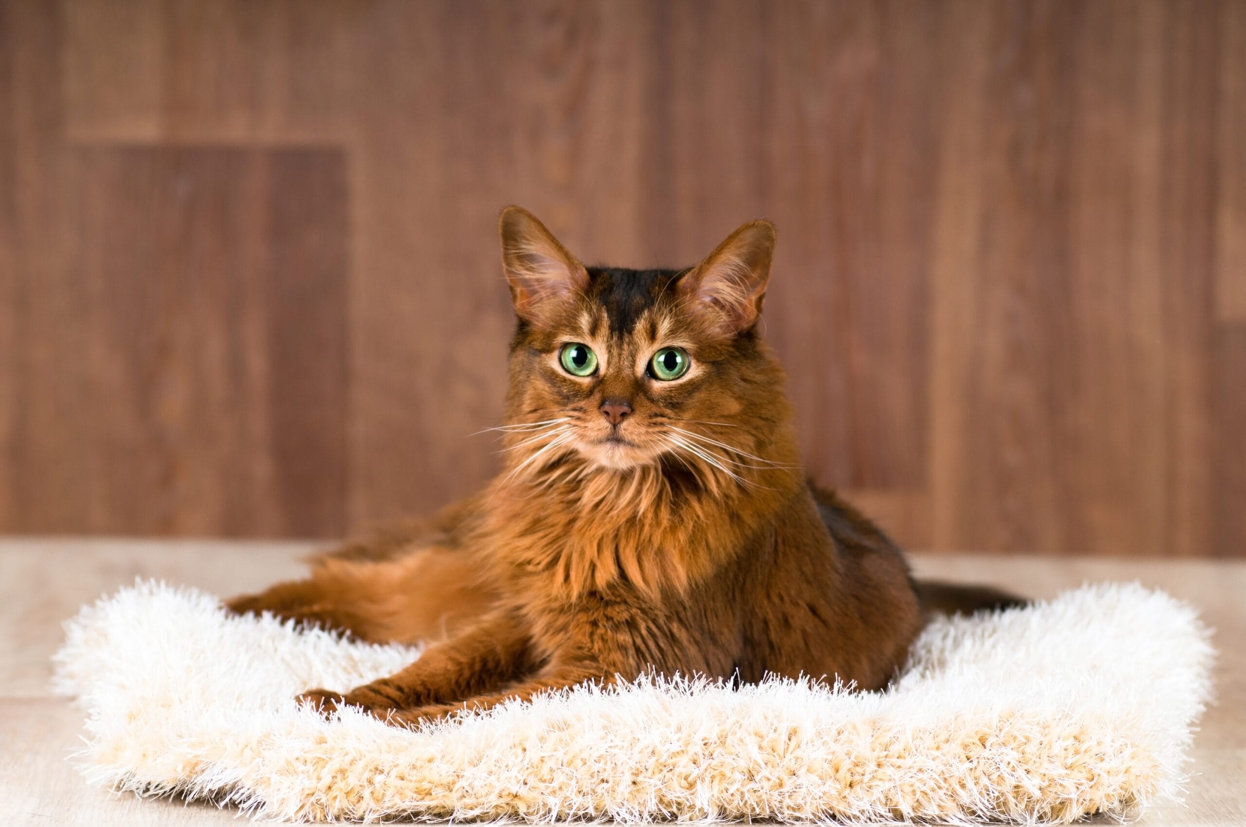 somali cat laying down