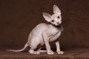 Sphynx - Hypoallergenic cat breeds