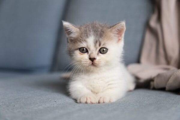 cat sitting on a couch, before getting a cat