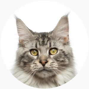 Maine Coon Cats for Sale