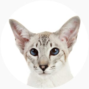 Oriental Cats for Sale