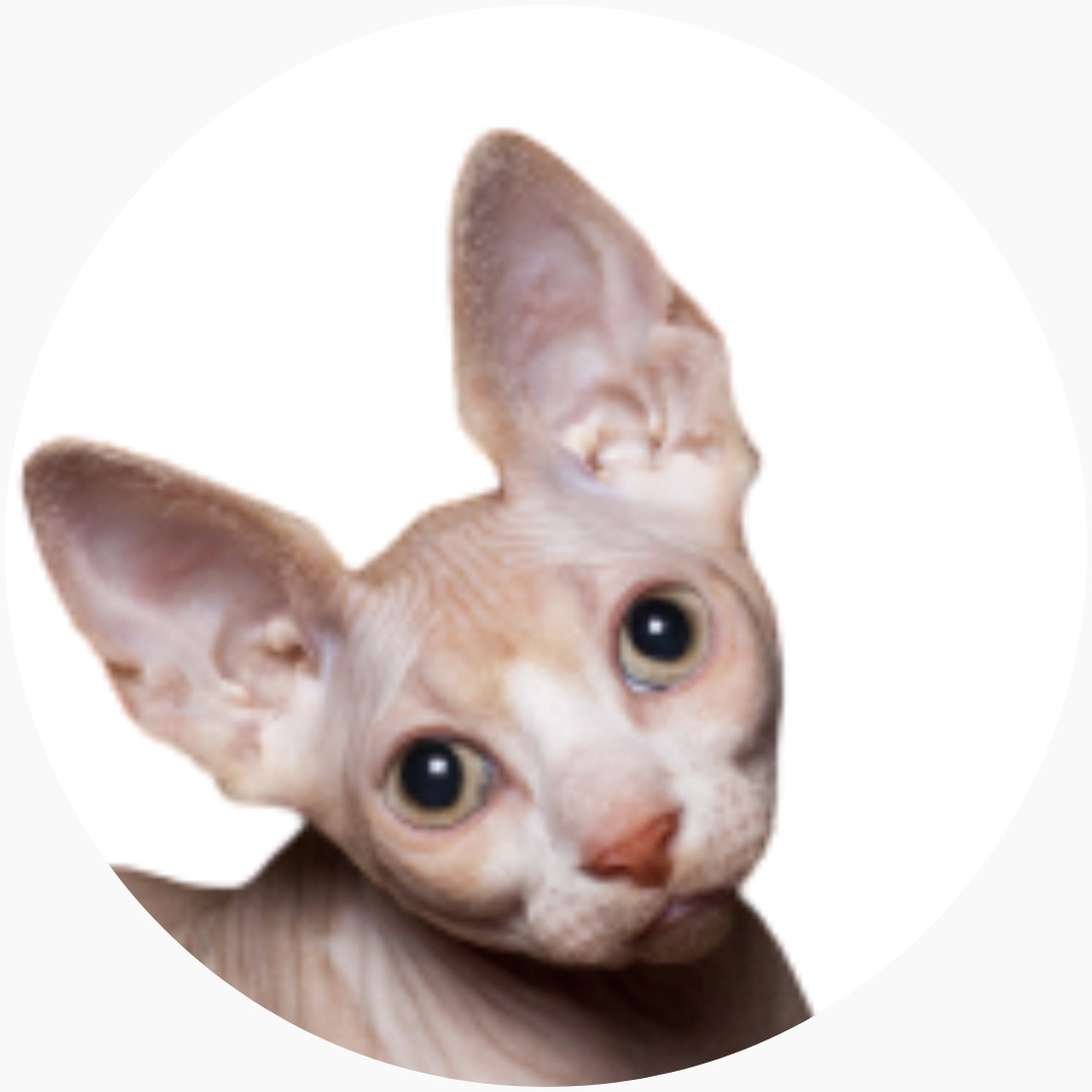 sphynx cats for sale