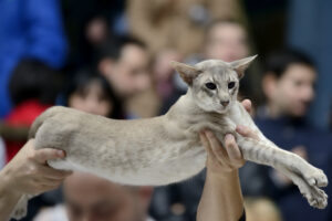 cat show/exhibition - showing breed standard