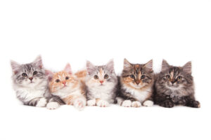 Kittens in a row
