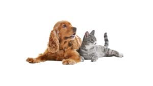 Purebred English Cocker Spaniel and British Shorthair cat laying together