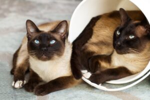 Twin Siamese Cats