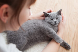 Purebred Russian Blue cat being pet by girl