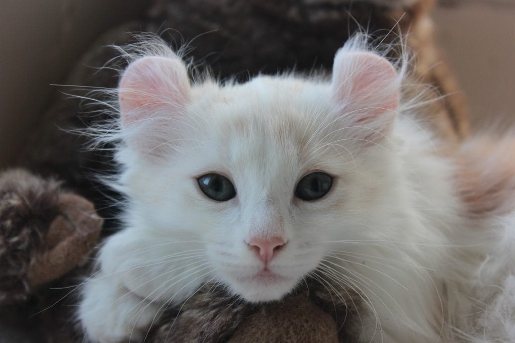 American Curl Cats and Kittens for Sale