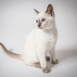 Athos-male-thai-cat-for-sale3