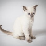 Athos-male-thai-cat-for-sale5