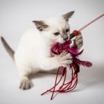 Athos-male-thai-cat-for-sale6