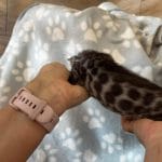 Bronco-male-bengal-cat-for-sale1