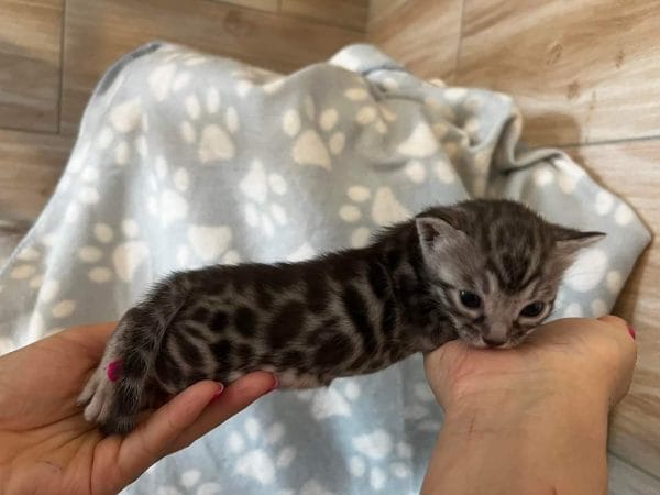 Bronco Bengal