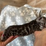 Bronco-male-bengal-cat-for-sale3