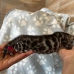 Bronco-male-bengal-cat-for-sale4