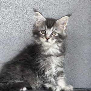 Kendall Maine Coon