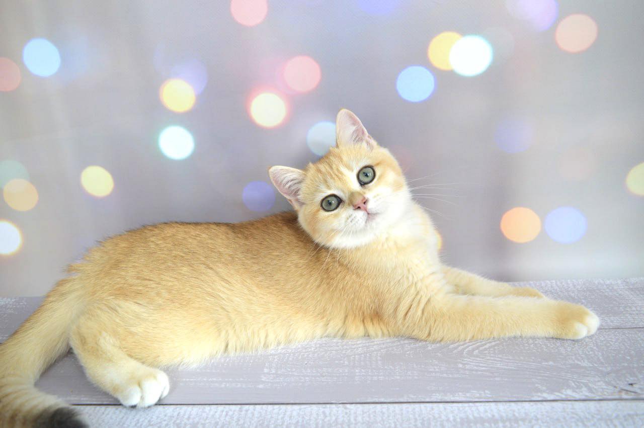 Caroline British Shorthair