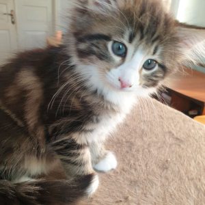 Cori Norwegian Forest