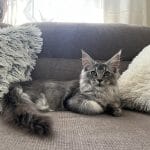Keysha-female-main-coon-cats-and-kittens-for-sale-01