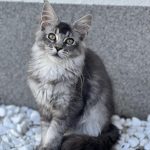 Omega Maine Coon