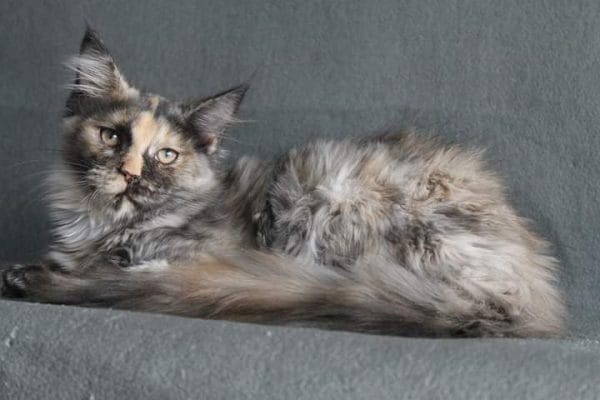 Omega Maine Coon