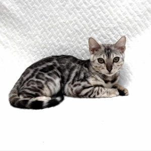 Onix Bengal