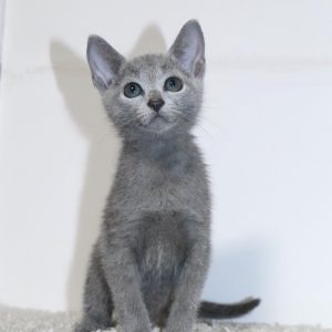 Oviann Russian Blue