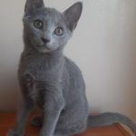 Whiskey Russian Blue