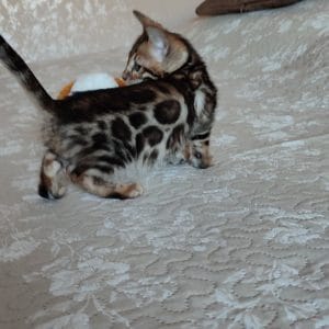 Тommy Bengal