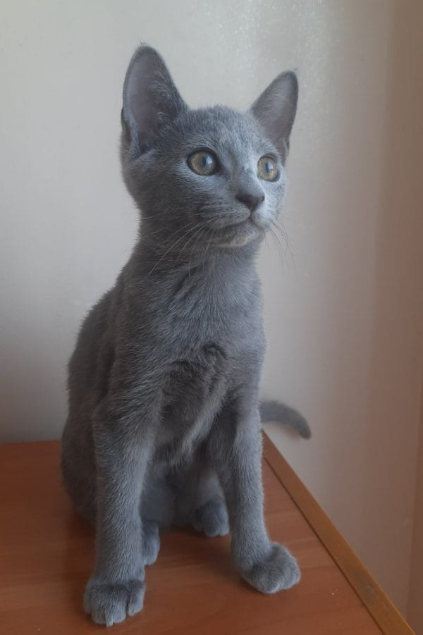 Whiskey Russian Blue